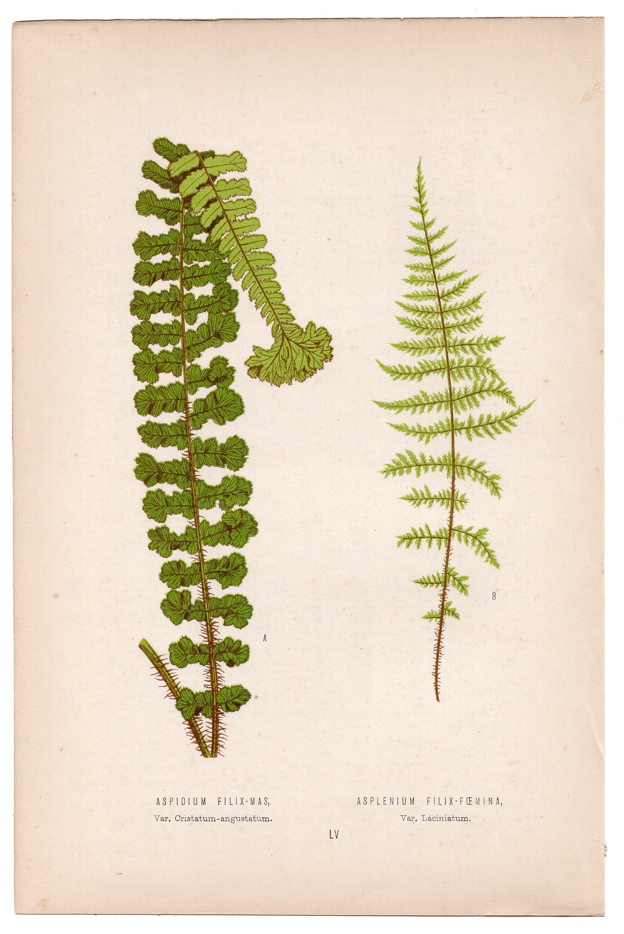 Edward Joseph Lowe fern Aspidium Filix-Mas, Asplenium, antique botanical print from 1871, Book Plate LV