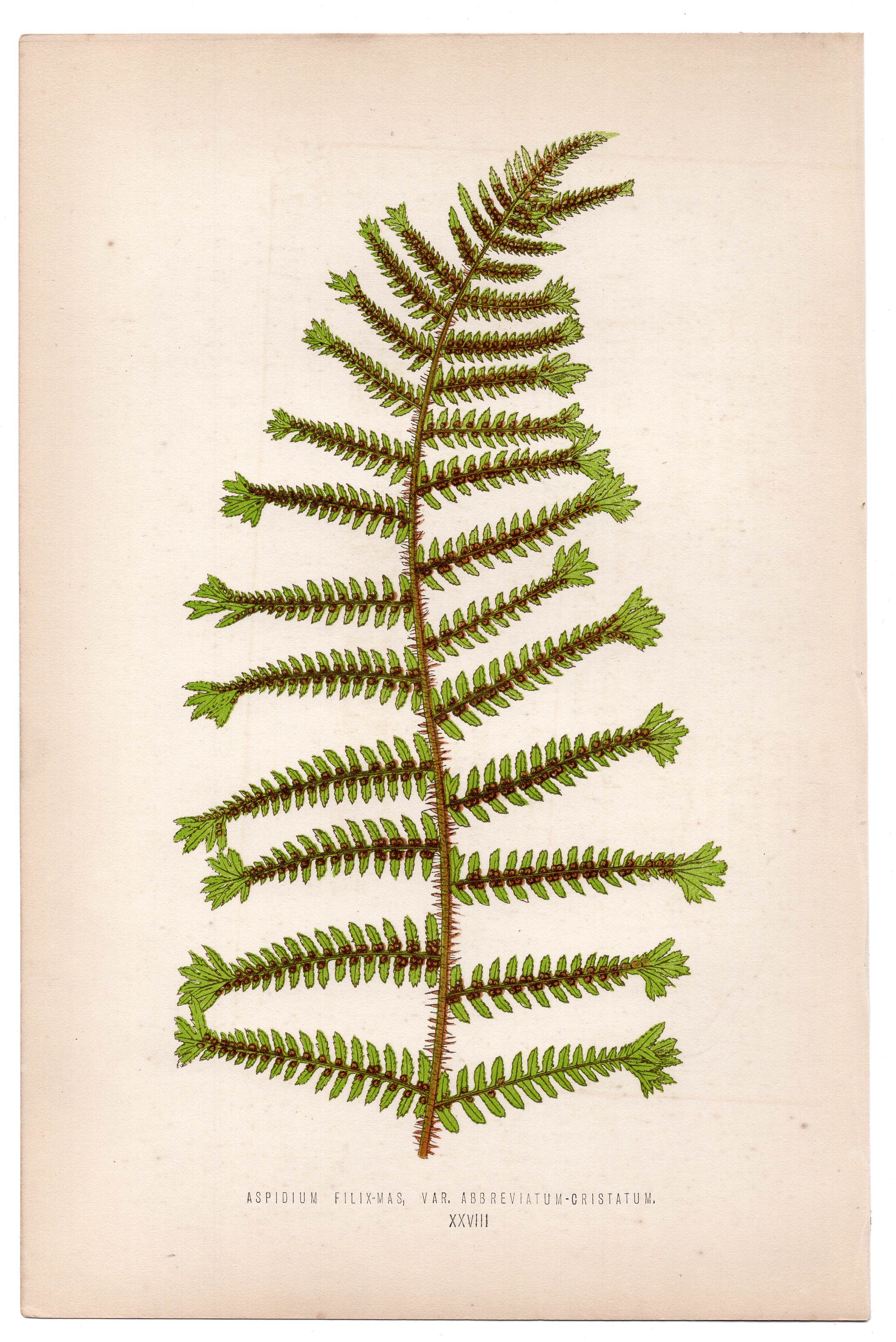 Edward Joseph Lowe fern Aspidium Filix-Mas, V Abbreviatum, antique botanical print from 1871, Book Plate XXVIII