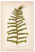 Edward Joseph Lowe fern Aspidium Filix-Mas, V Abbreviatum, antique botanical print from 1871, Book Plate XXVIII