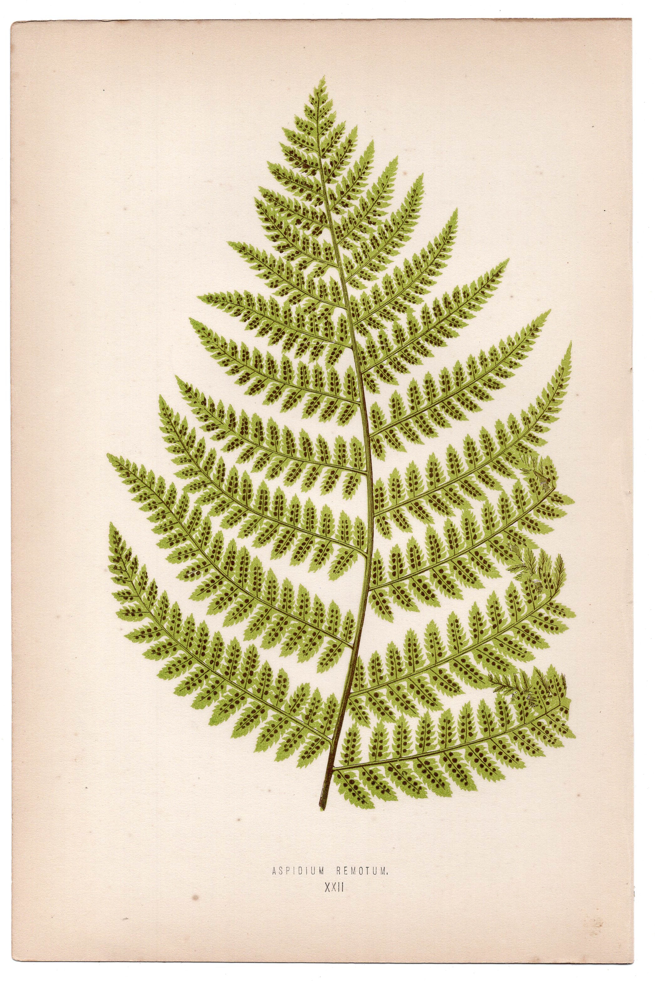Edward Joseph Lowe fern Aspidium Remotum, antique botanical print from 1871, Book Plate XXII