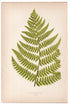 Edward Joseph Lowe fern Aspidium Remotum, antique botanical print from 1871, Book Plate XXII