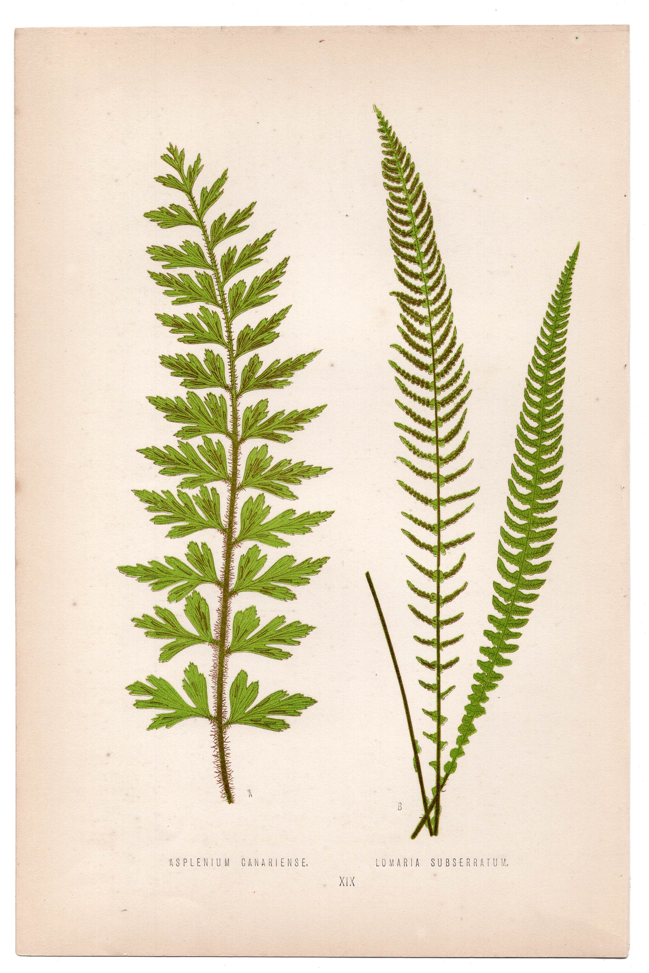 Edward Joseph Lowe fern Asplenium Canariense, antique botanical print from 1871, Book Plate XIX
