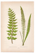 Edward Joseph Lowe fern Asplenium Canariense, antique botanical print from 1871, Book Plate XIX