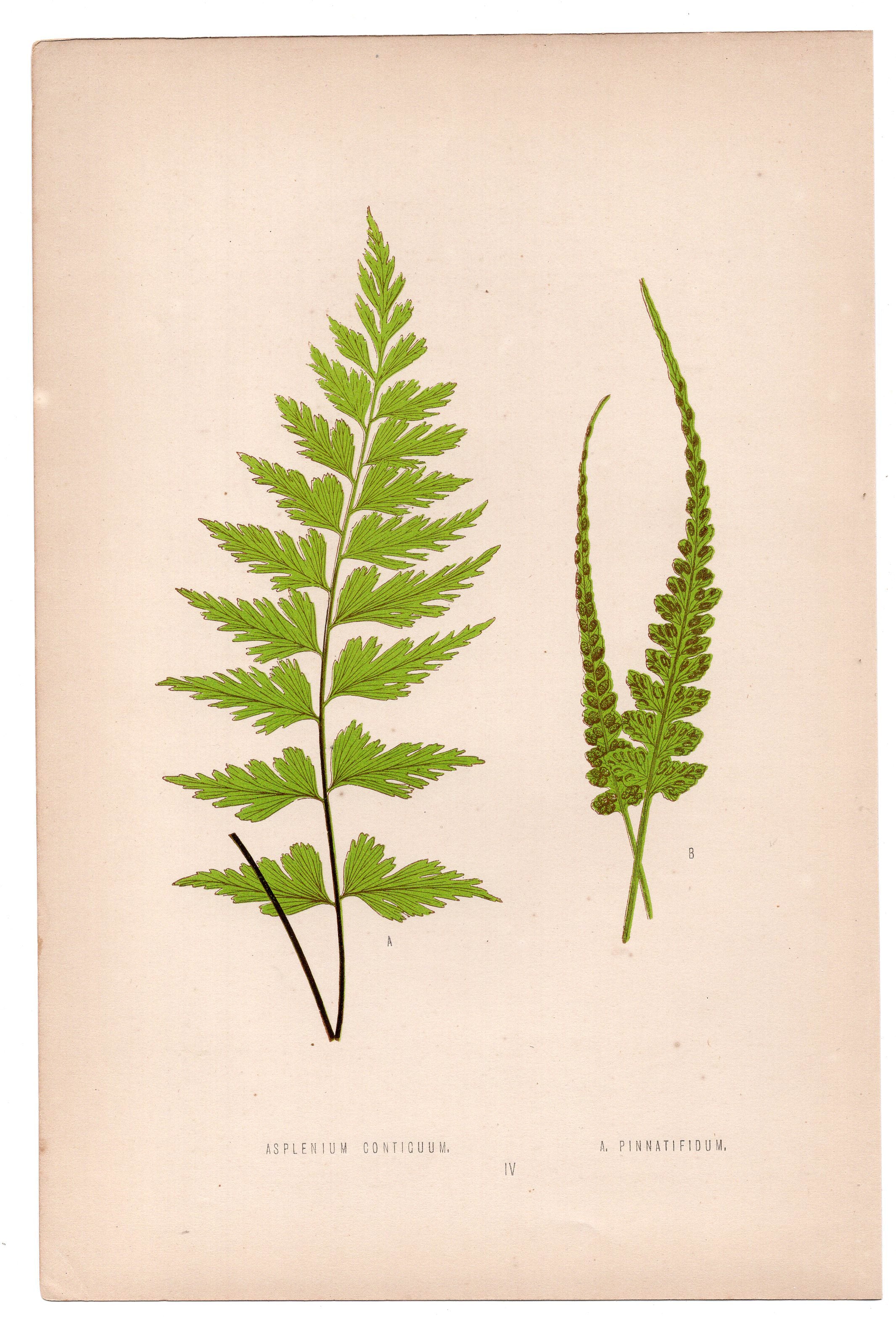 Edward Joseph Lowe fern Asplenium Conticuum, antique botanical print from 1871, Book Plate IV