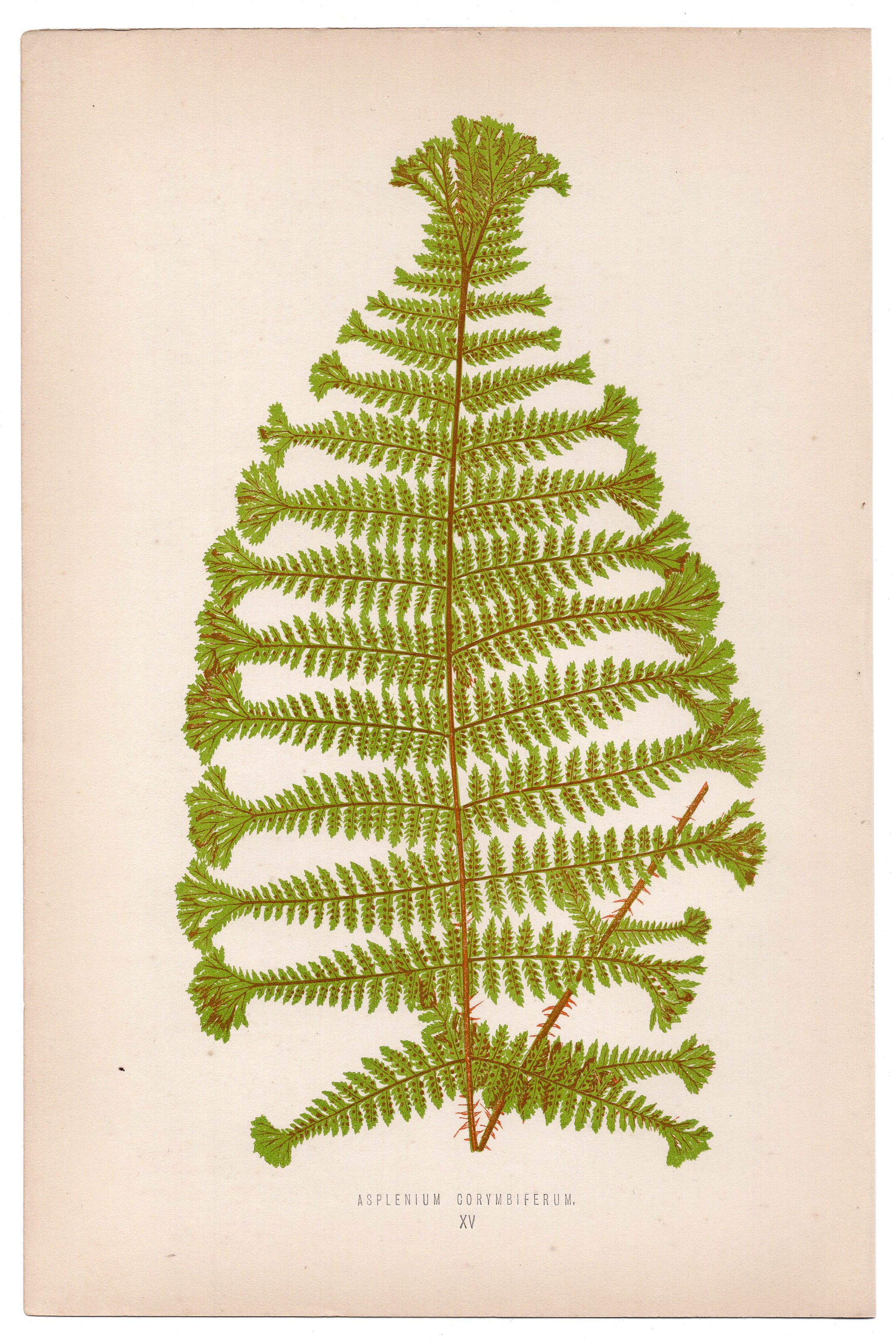 Edward Joseph Lowe fern Asplenium Corymbiferum, antique botanical print from 1871, Book Plate XV
