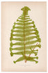 Edward Joseph Lowe fern Asplenium Corymbiferum, antique botanical print from 1871, Book Plate XV
