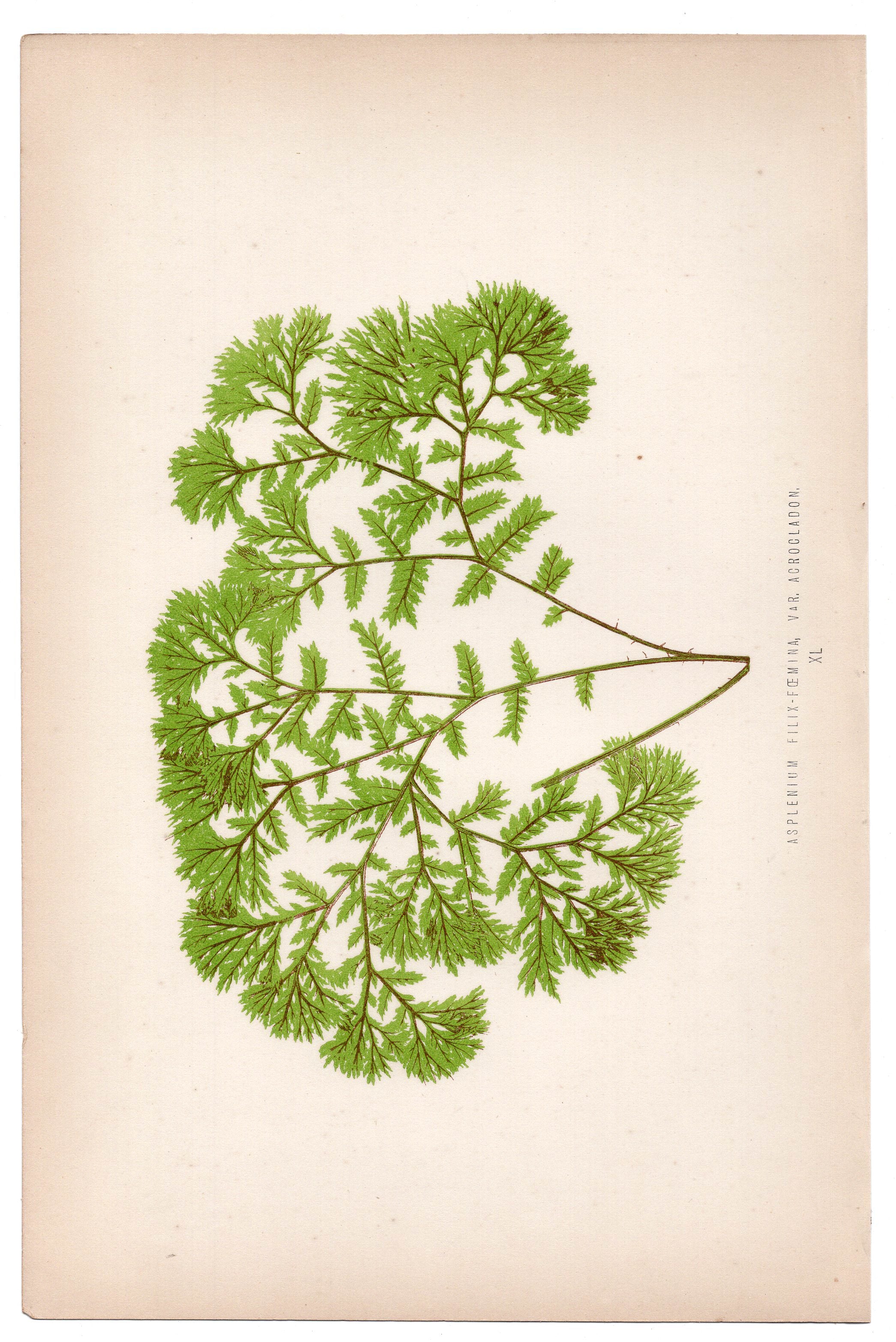 Edward Joseph Lowe fern Asplenium Filix-Foemina, antique botanical print from 1871, Book Plate XL