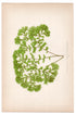 Edward Joseph Lowe fern Asplenium Filix-Foemina, antique botanical print from 1871, Book Plate XL