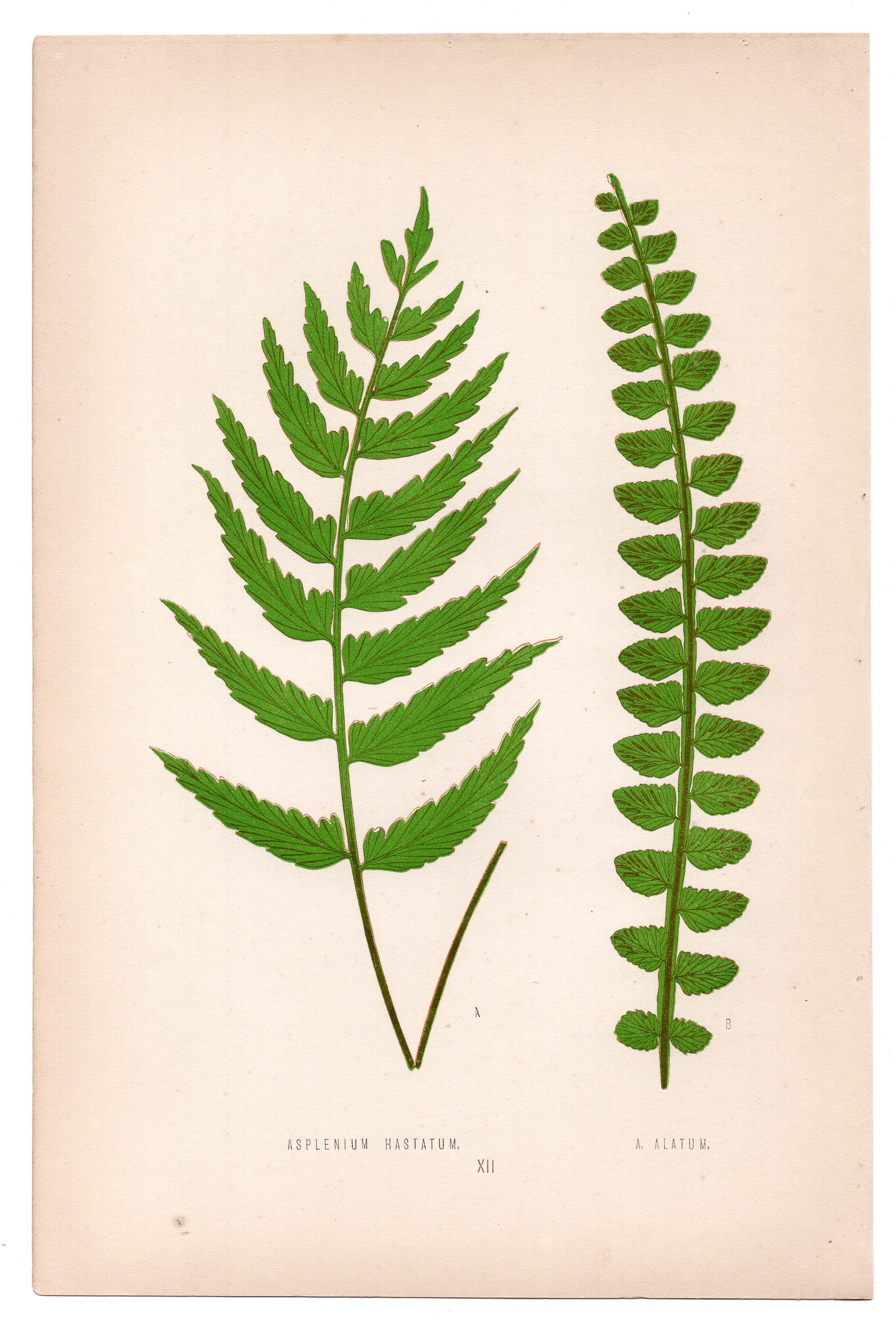 Edward Joseph Lowe fern Asplenium Hastatum, A Alatum, antique botanical print from 1871, Book Plate XII