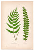 Edward Joseph Lowe fern Asplenium Hastatum, A Alatum, antique botanical print from 1871, Book Plate XII
