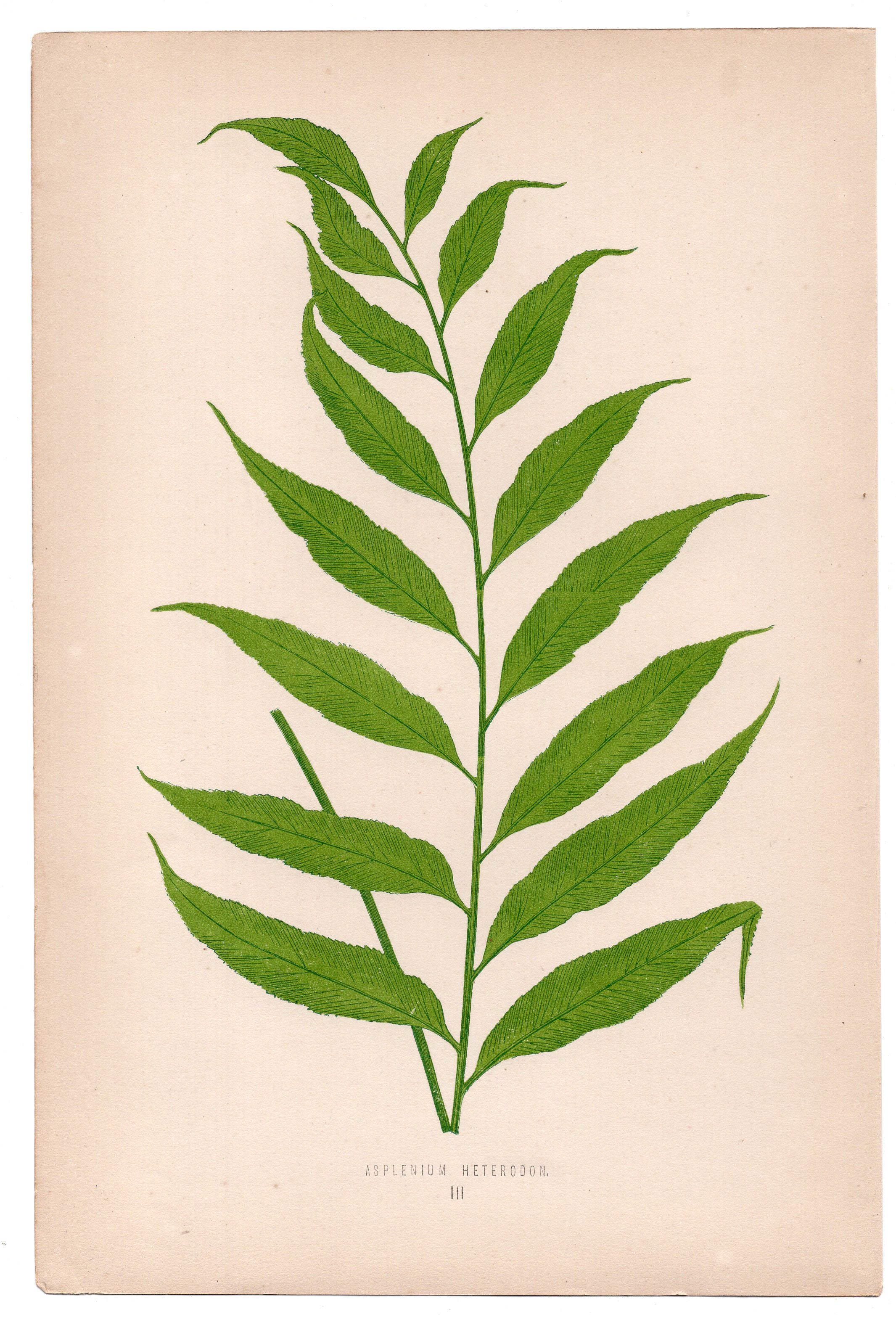 Edward Joseph Lowe fern Asplenium Heterodon, antique botanical print from 1871, Book Plate III