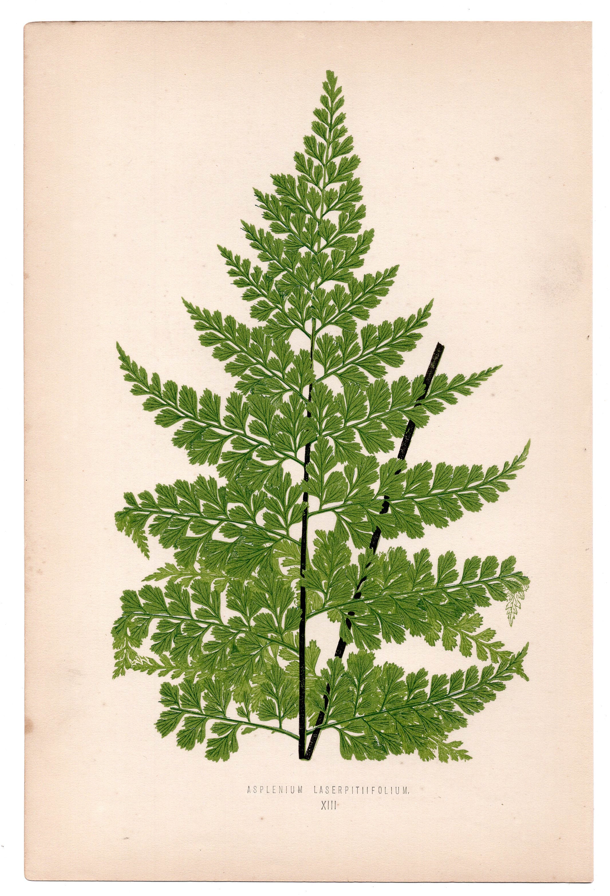 Edward Joseph Lowe fern Asplenium Laserpitiifolium, antique botanical print from 1871, Book Plate XIII
