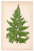 Edward Joseph Lowe fern Asplenium Laserpitiifolium, antique botanical print from 1871, Book Plate XIII