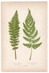 Edward Joseph Lowe fern Asplenium Marinum, Aspidium Felix-Mas, antique botanical print from 1871, Book Plate XLVIII