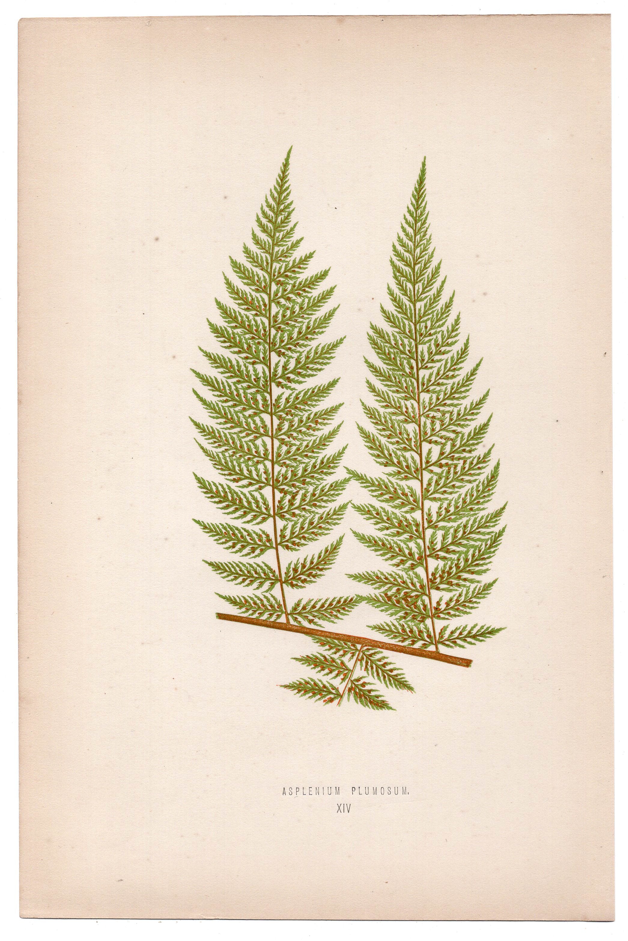 Edward Joseph Lowe fern Asplenium Plumosum, antique botanical print from 1871, Book Plate XIV