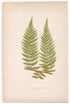 Edward Joseph Lowe fern Asplenium Plumosum, antique botanical print from 1871, Book Plate XIV