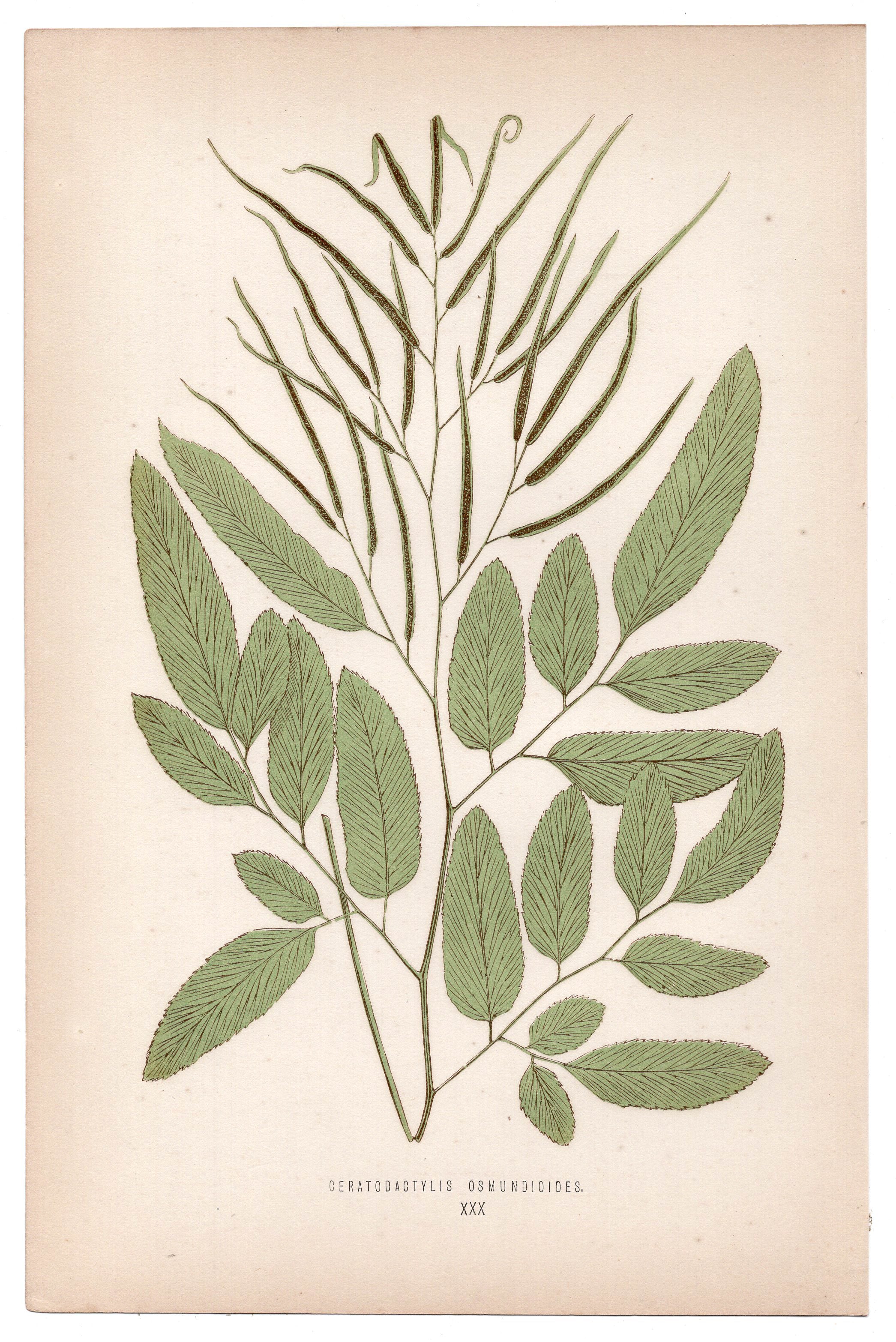 Edward Joseph Lowe fern Ceratodactylis Osmundioides, antique botanical print from 1871, Book Plate XXX