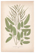 Edward Joseph Lowe fern Ceratodactylis Osmundioides, antique botanical print from 1871, Book Plate XXX