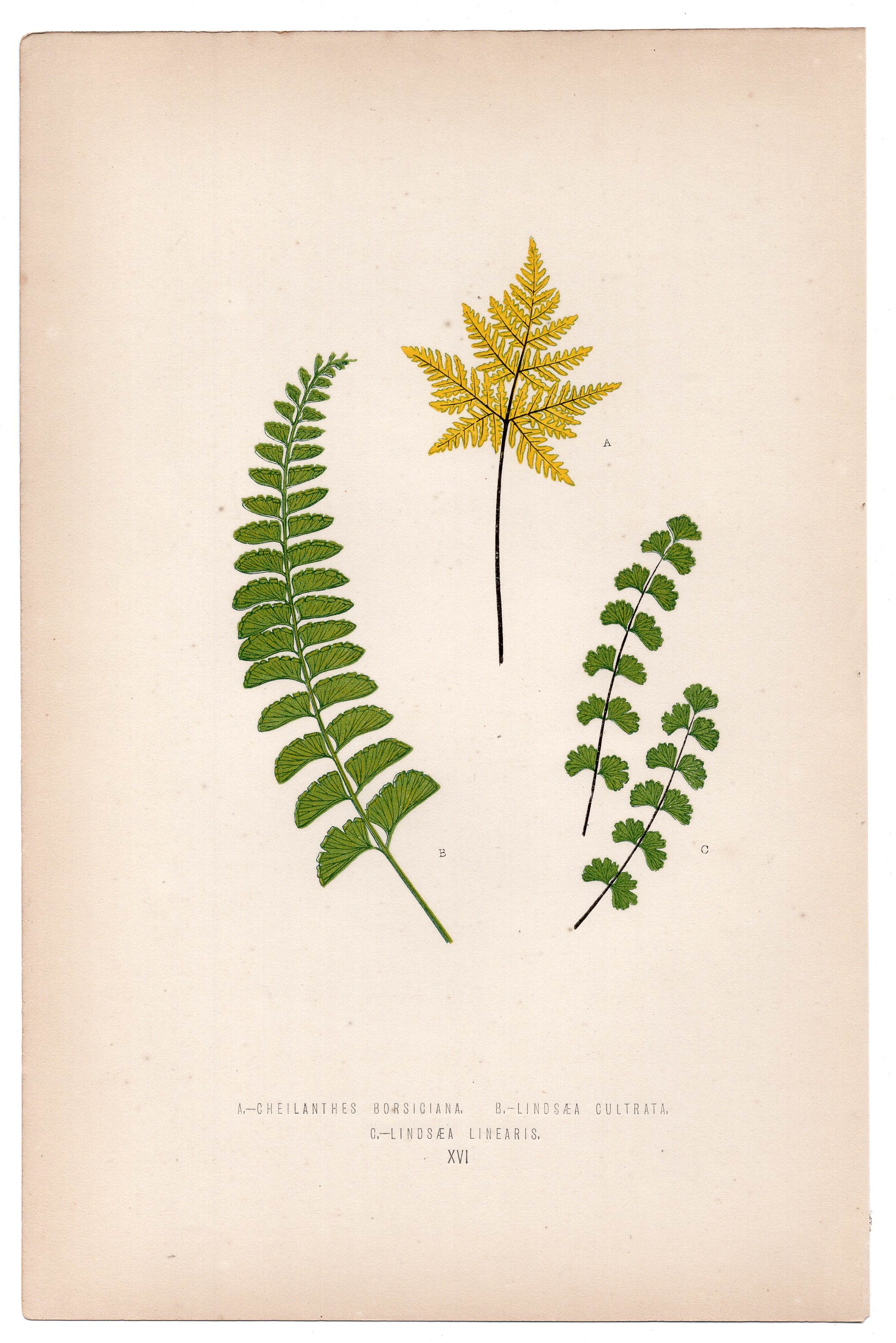 Edward Joseph Lowe fern Cheilanthes Borsiciana, antique botanical print from 1871, Book Plate XVI