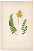 Edward Joseph Lowe fern Cheilanthes Borsiciana, antique botanical print from 1871, Book Plate XVI