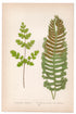 Edward Joseph Lowe fern Cheilanthes Capensis, antique botanical print from 1871, Book Plate XXVI