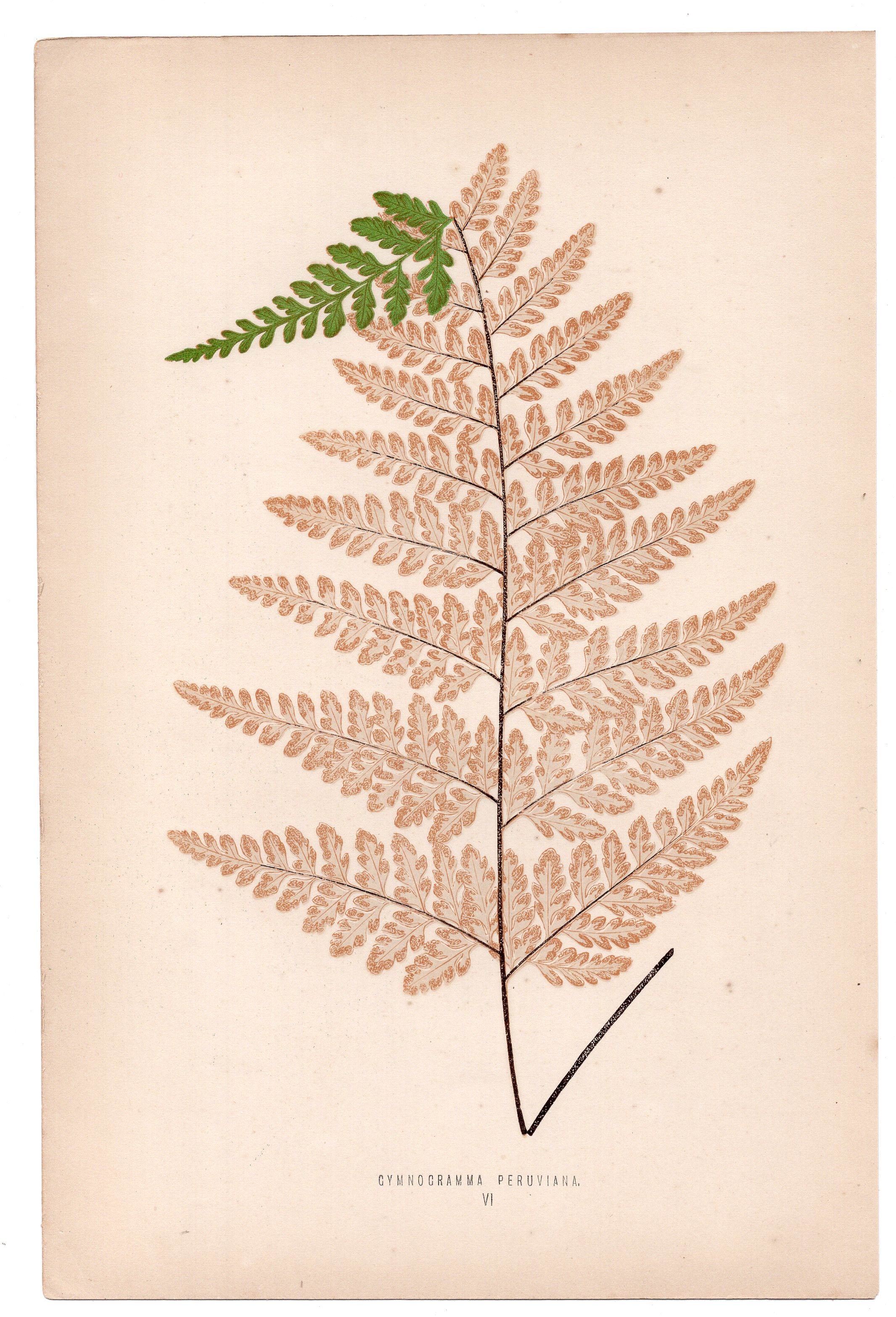 Edward Joseph Lowe fern Cymnocramma Peruviana, antique botanical print from 1871, Book Plate VI