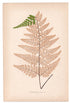 Edward Joseph Lowe fern Cymnocramma Peruviana, antique botanical print from 1871, Book Plate VI