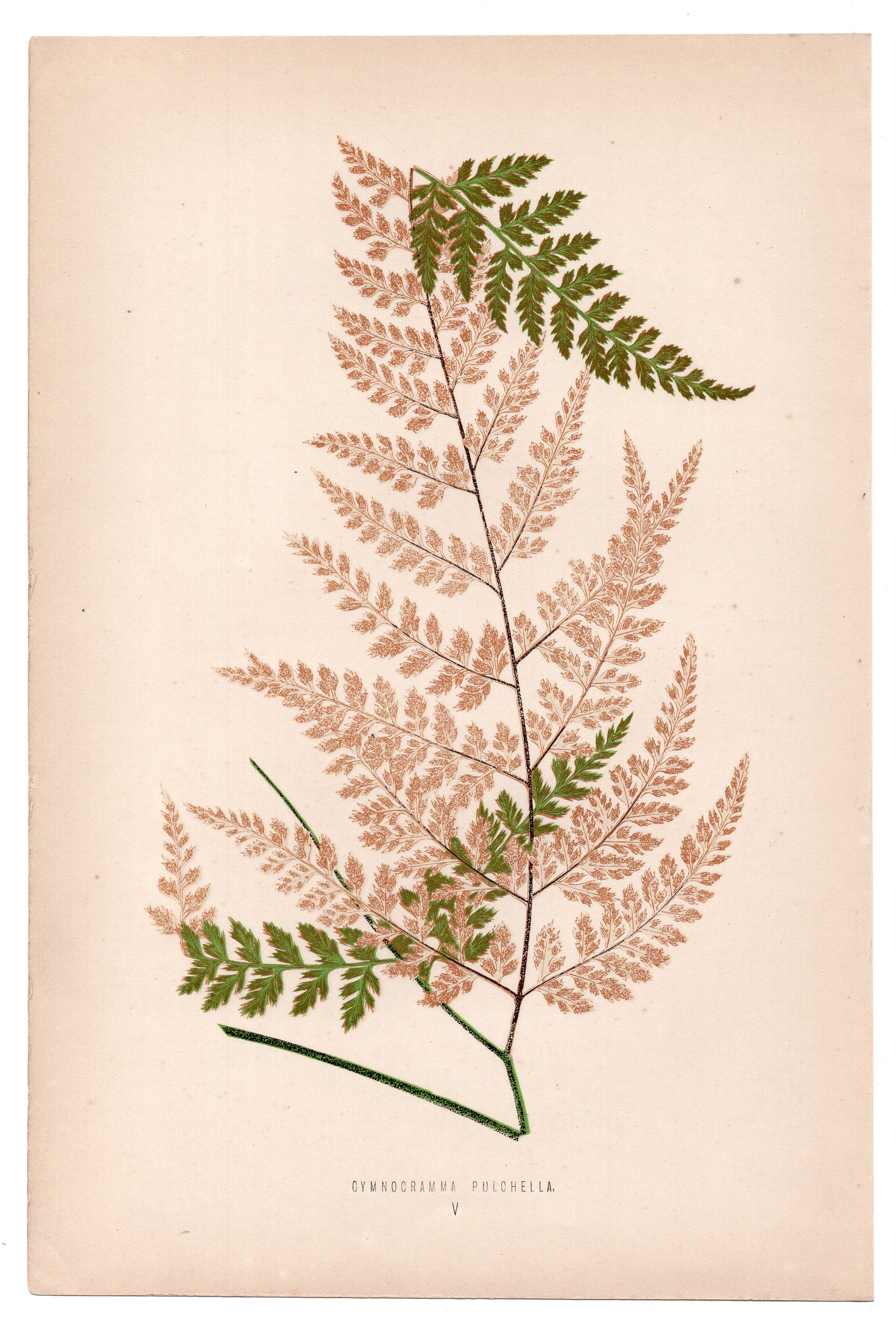 Edward Joseph Lowe fern Cymnocramma Pulchella, antique botanical print from 1871, Book Plate V