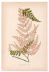 Edward Joseph Lowe fern Cymnocramma Pulchella, antique botanical print from 1871, Book Plate V