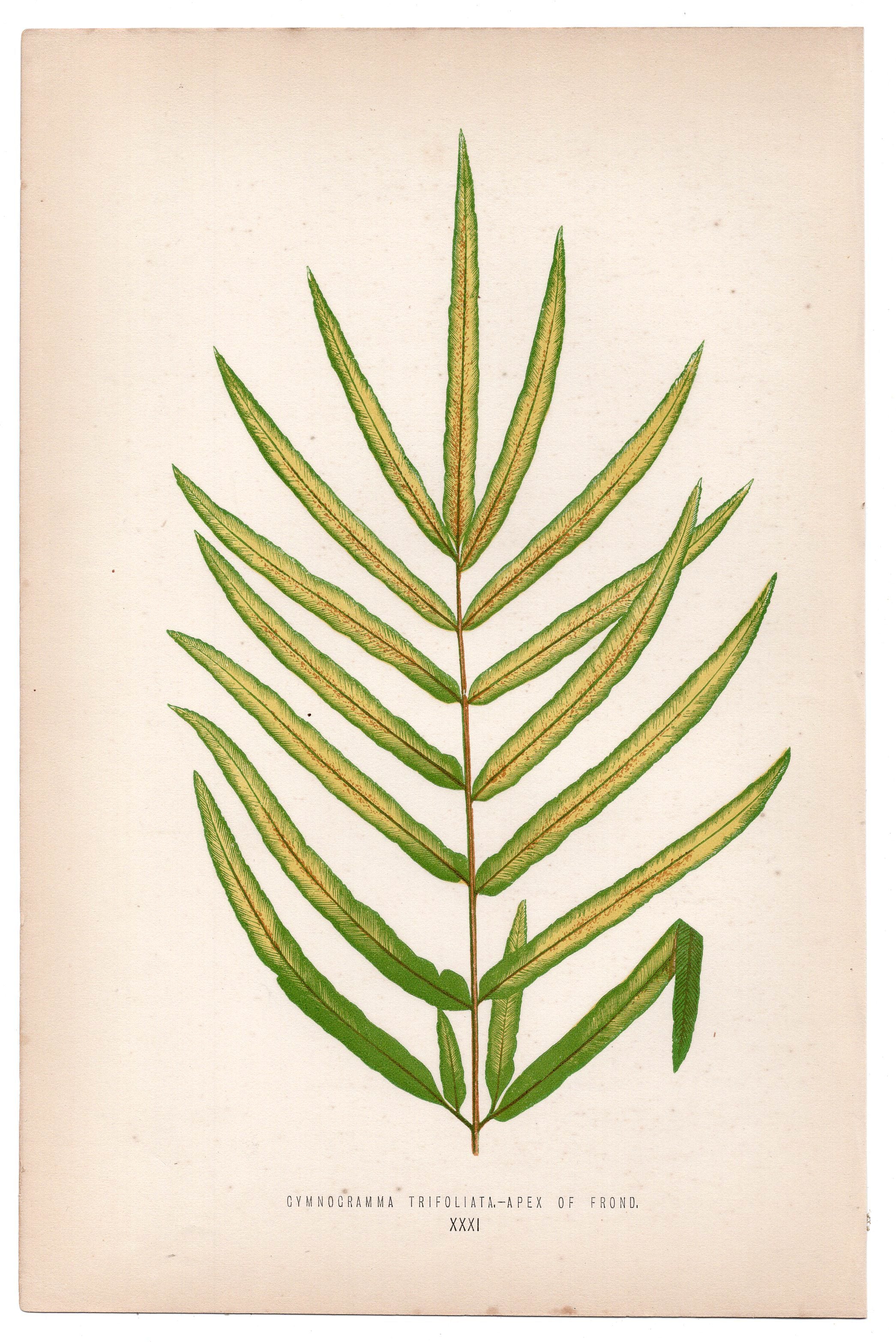 Edward Joseph Lowe fern Cymnocramma Trifoliata, antique botanical print from 1871, Book Plate XXXI