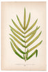Edward Joseph Lowe fern Cymnocramma Trifoliata, antique botanical print from 1871, Book Plate XXXI