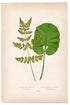 Edward Joseph Lowe fern Cystopteris Fragilis, antique botanical print from 1871, Book Plate XLVII