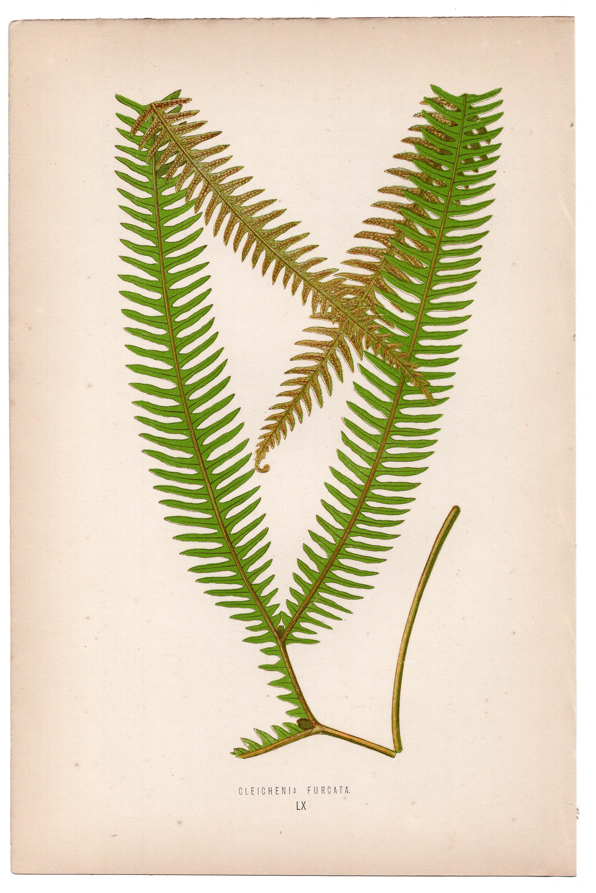 Edward Joseph Lowe fern Gleichenia Furcata, antique botanical print from 1871, Book Plate LX