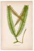 Edward Joseph Lowe fern Gleichenia Furcata, antique botanical print from 1871, Book Plate LX