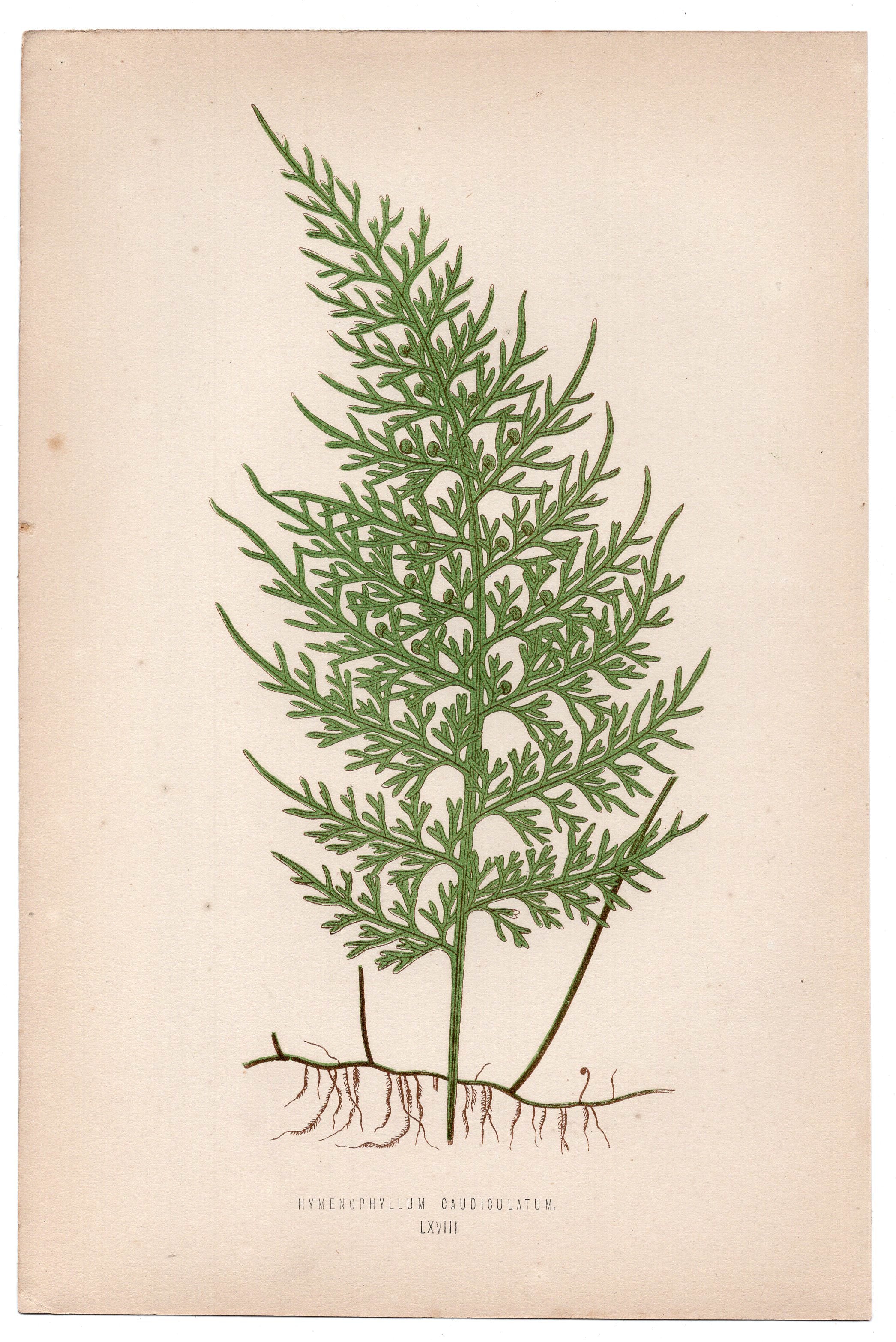 Edward Joseph Lowe fern Hymenophyllum Caudiculatum, antique botanical print from 1871, Book Plate LXVIII