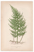 Edward Joseph Lowe fern Hymenophyllum Caudiculatum, antique botanical print from 1871, Book Plate LXVIII