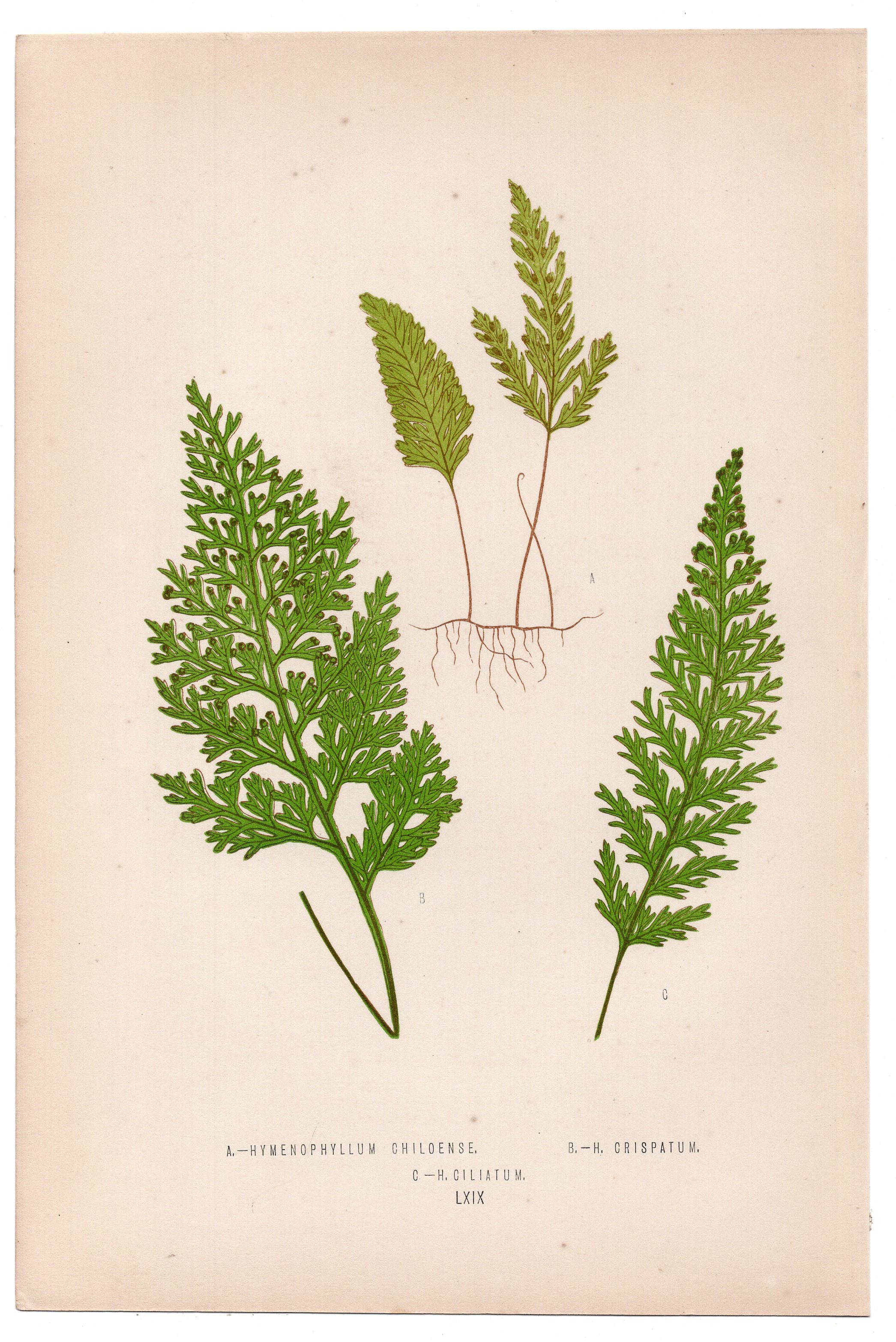 Edward Joseph Lowe fern Hymenophyllum Chiloense, antique botanical print from 1871, Book Plate LXIX