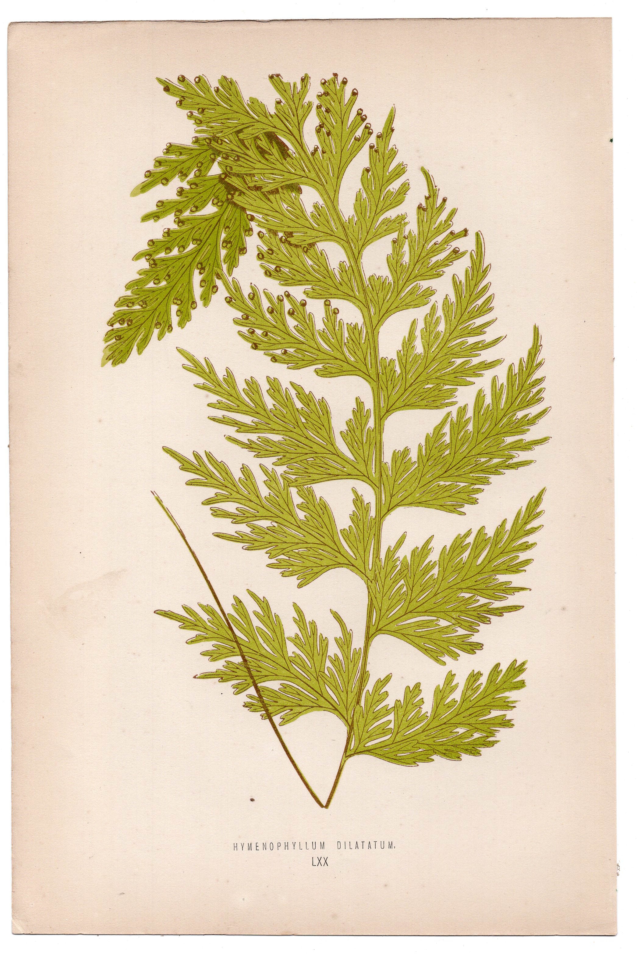 Edward Joseph Lowe fern Hymenophyllum Dilatatum, antique botanical print from 1871, Book Plate LXX