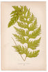 Edward Joseph Lowe fern Hymenophyllum Dilatatum, antique botanical print from 1871, Book Plate LXX