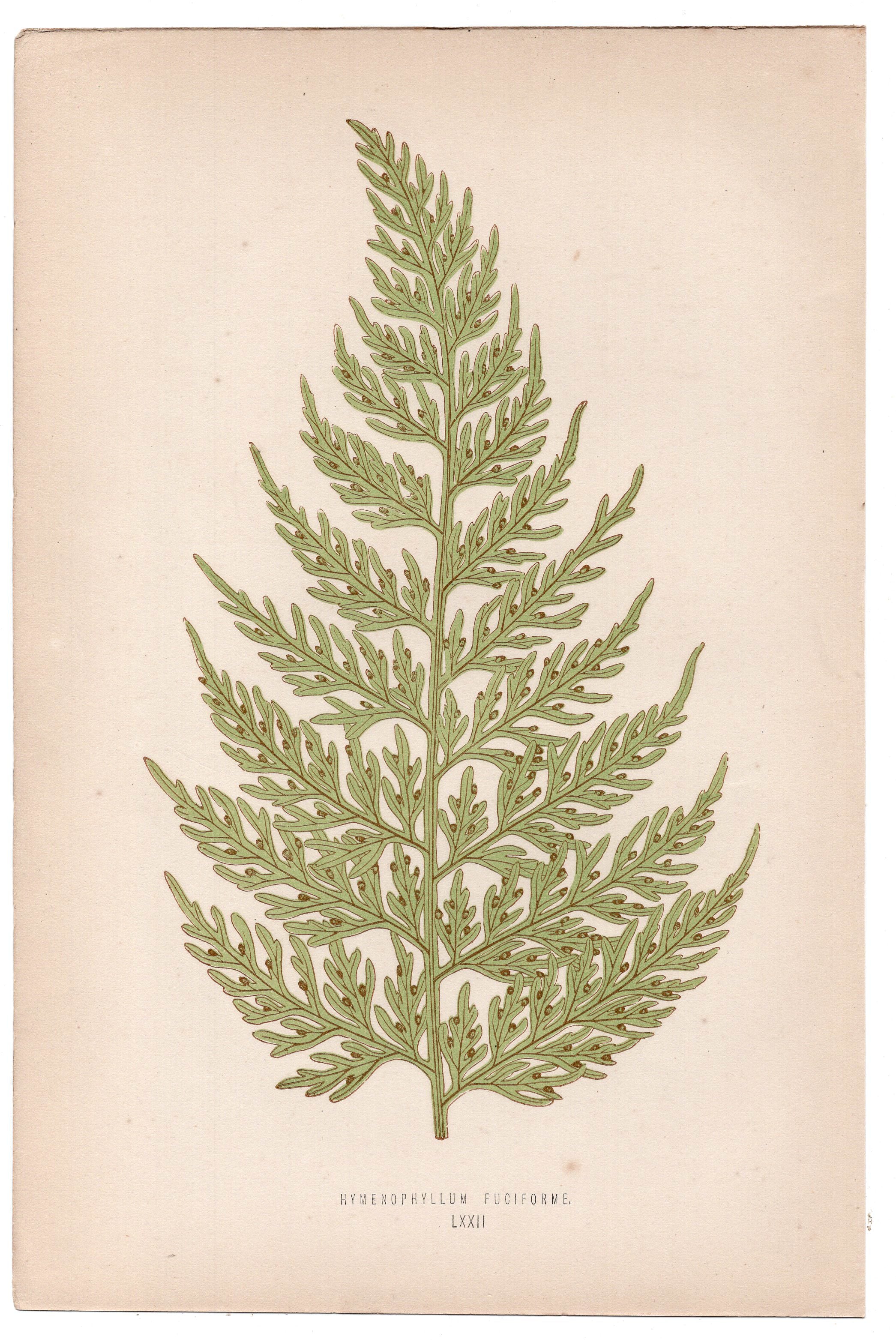 Edward Joseph Lowe fern Hymenophyllum Fuciforme, antique botanical print from 1871, Book Plate LXXII
