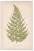 Edward Joseph Lowe fern Hymenophyllum Fuciforme, antique botanical print from 1871, Book Plate LXXII