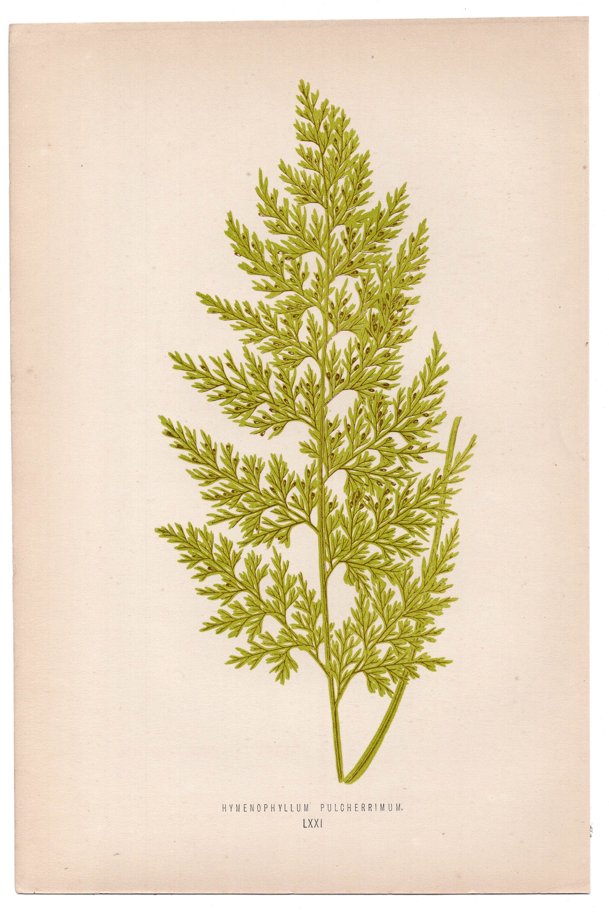 Edward Joseph Lowe fern Hymenophyllum Pulcherrimum, antique botanical print from 1871, Book Plate LXXI