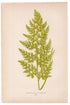 Edward Joseph Lowe fern Hymenophyllum Pulcherrimum, antique botanical print from 1871, Book Plate LXXI