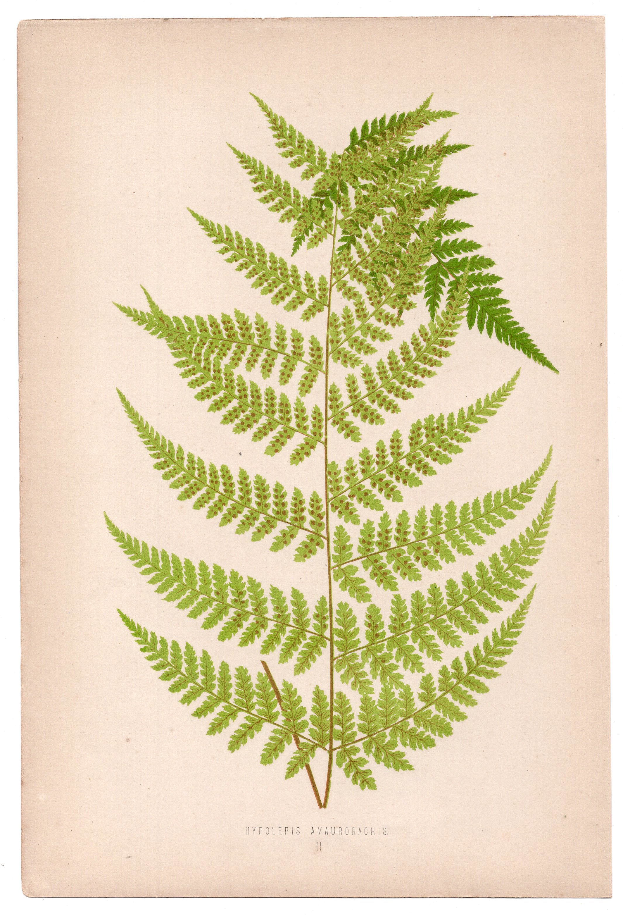 Edward Joseph Lowe fern Hypolepis Amaurorachis, antique botanical print from 1871, Book Plate II