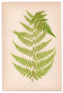 Edward Joseph Lowe fern Hypolepis Amaurorachis, antique botanical print from 1871, Book Plate II