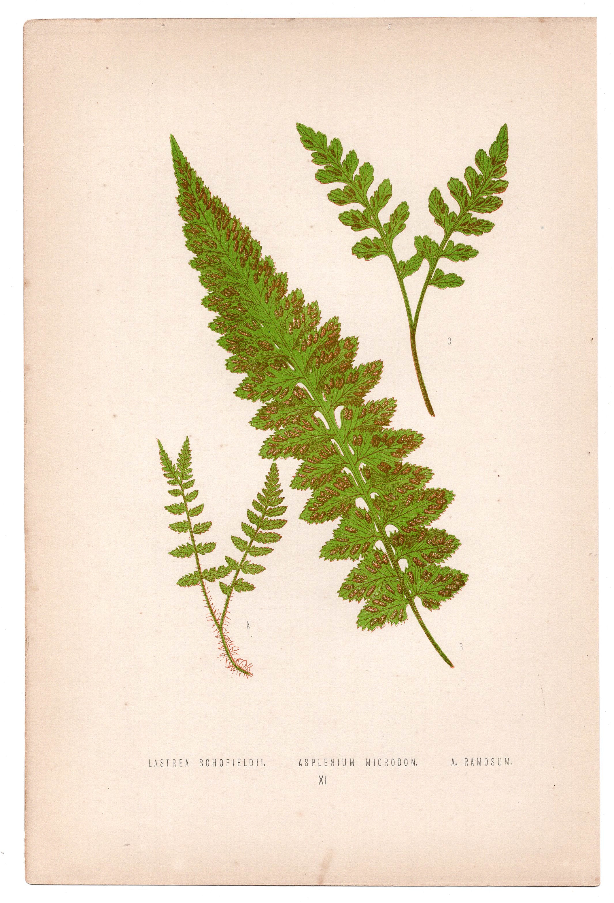 Edward Joseph Lowe fern Lastrea Schofieldii, antique botanical print from 1871, Book Plate XI