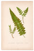 Edward Joseph Lowe fern Lastrea Schofieldii, antique botanical print from 1871, Book Plate XI