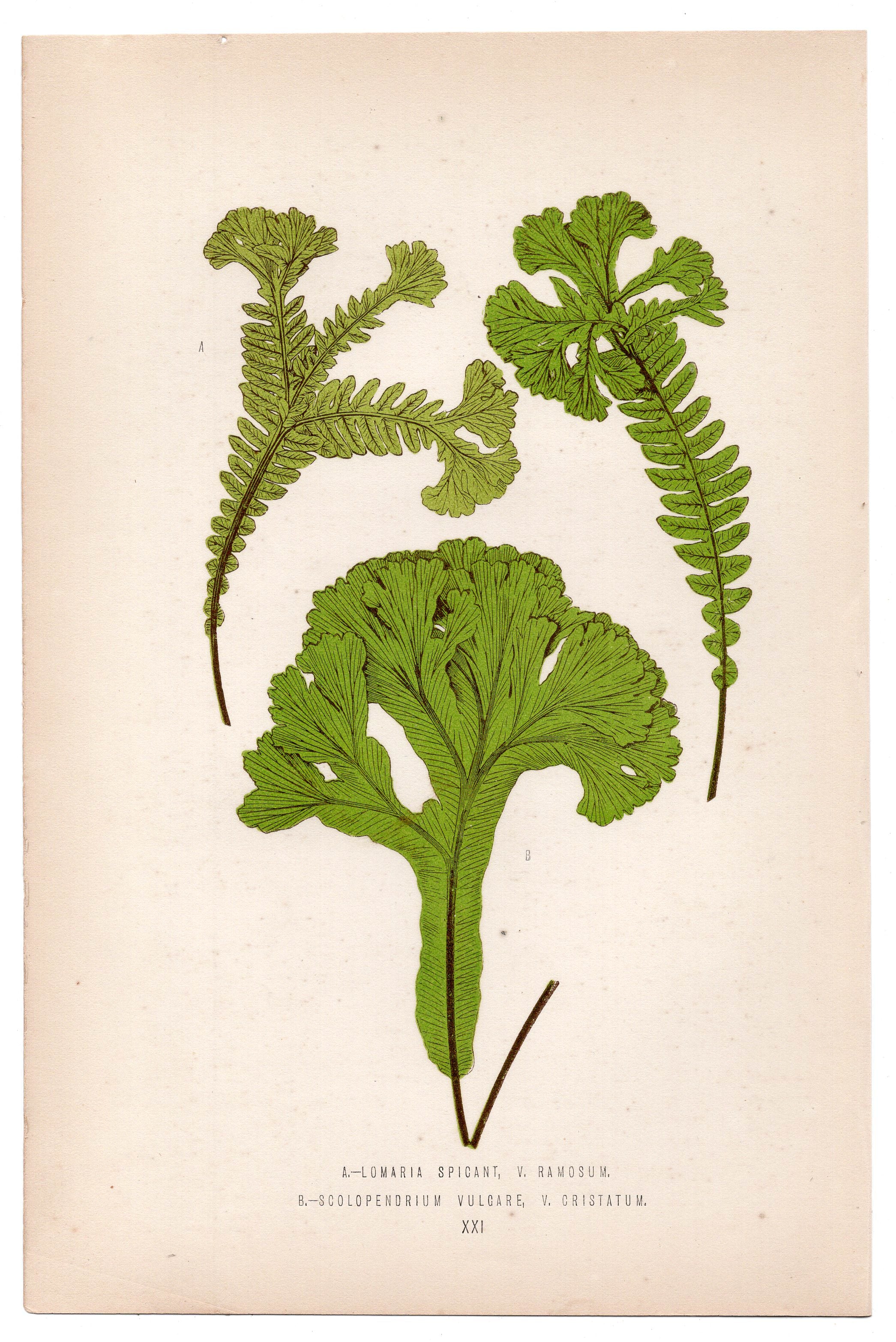 Edward Joseph Lowe fern Lomaria Spicant, antique botanical print from 1871, Book Plate XXI