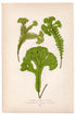 Edward Joseph Lowe fern Lomaria Spicant, antique botanical print from 1871, Book Plate XXI