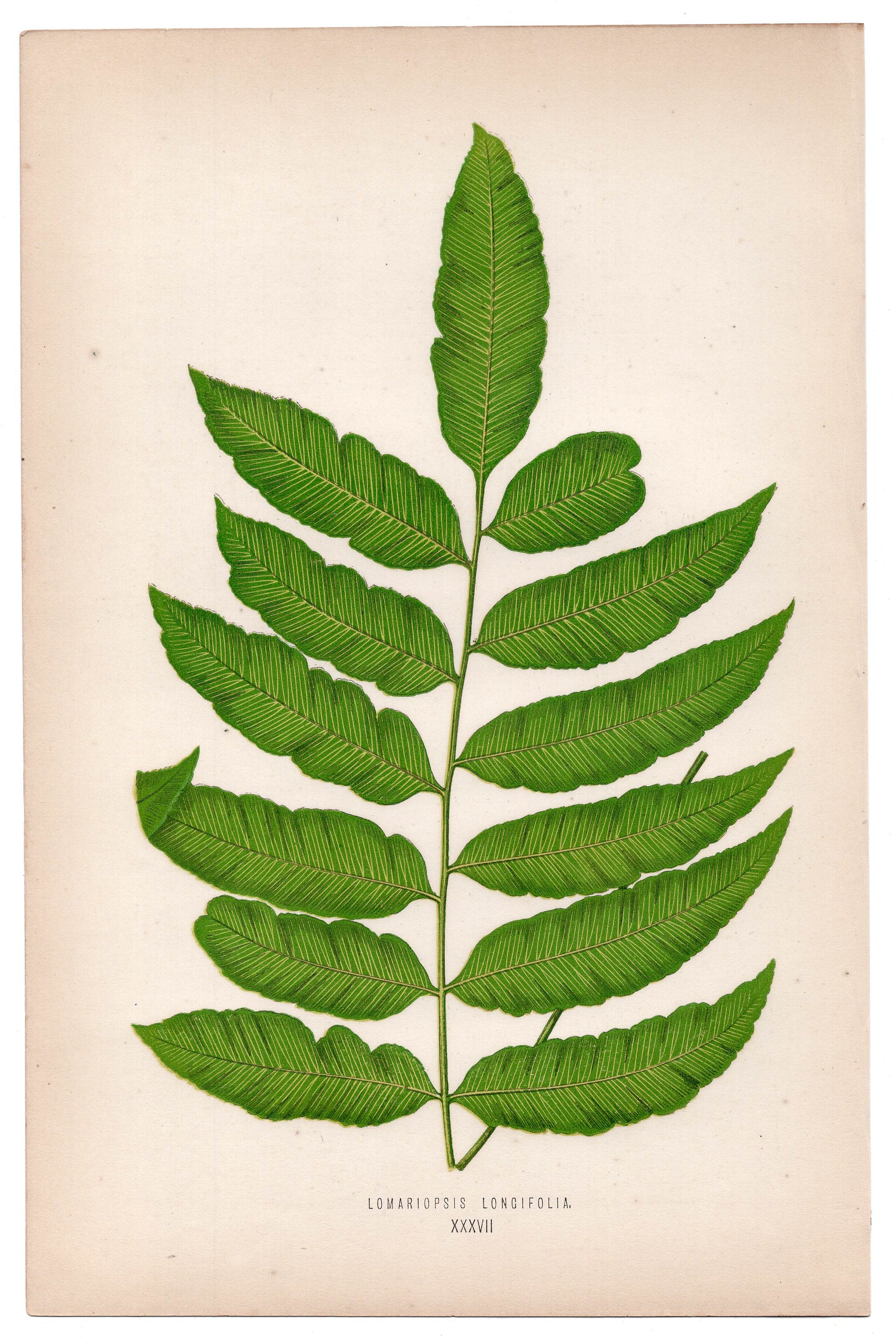 Edward Joseph Lowe fern Lomariopsis Longifolia, antique botanical print from 1871, Book Plate XXXVII